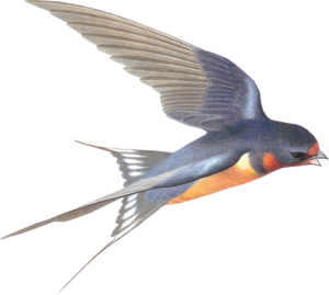 Swallow PNG-67333